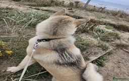 Akita dogs for sale: Male American akita 8 months - Image 2