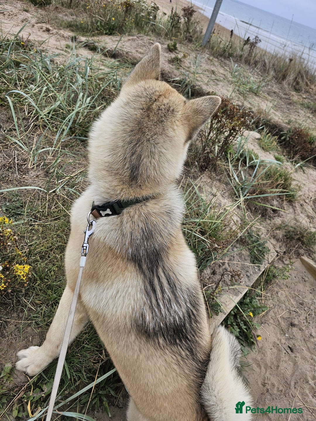 Akita dogs for sale: Male American akita 8 months - Image 2