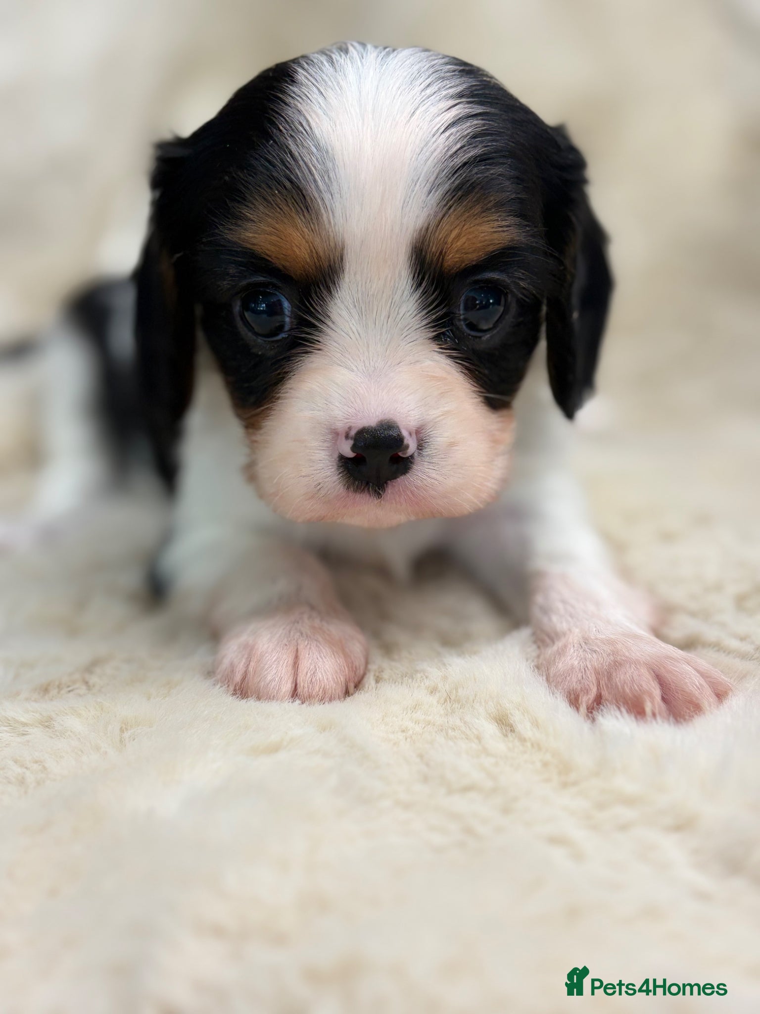 Cavalier King Charles Spaniel Puppy 1