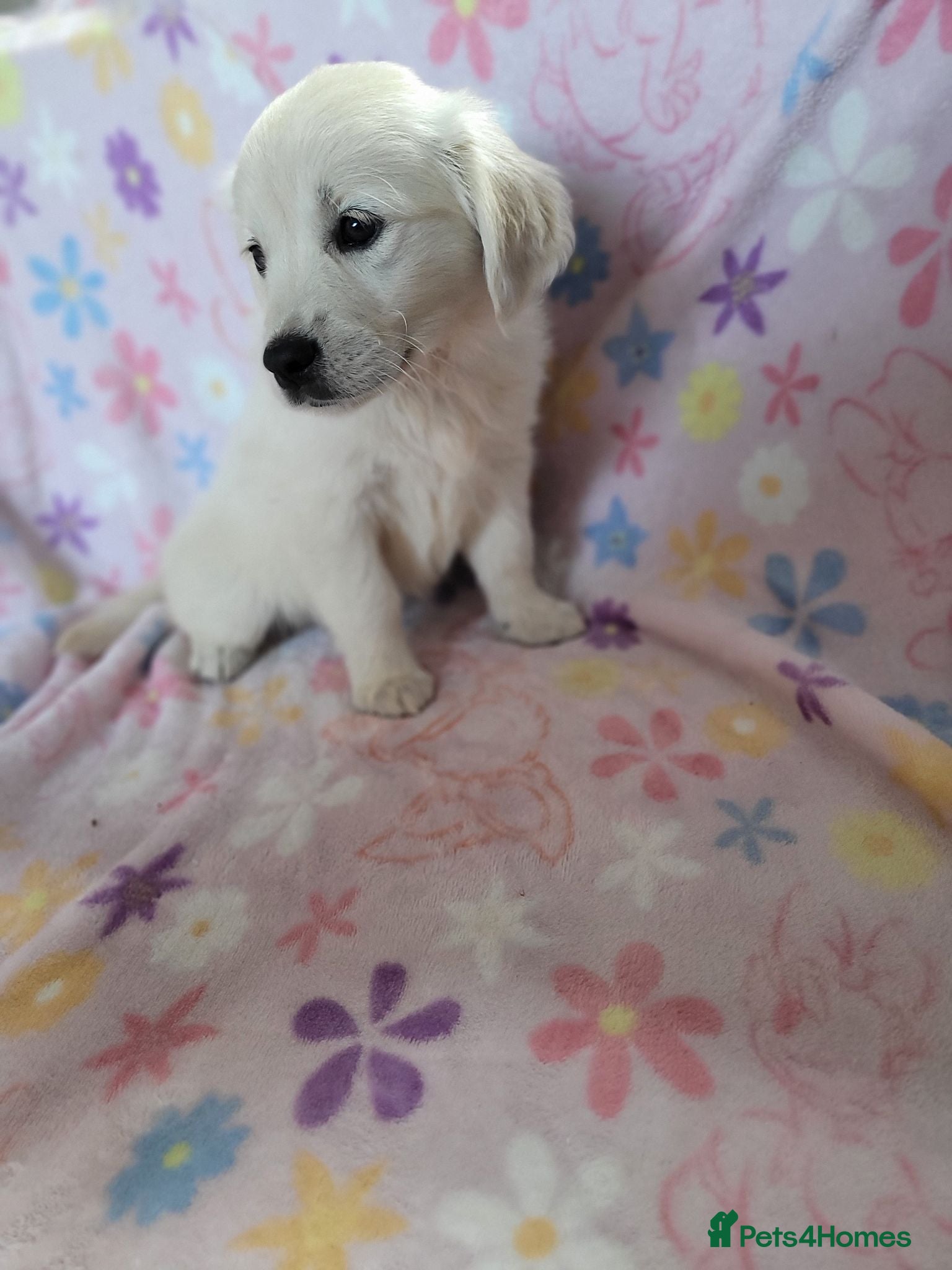 Golden Retriever dogs Last Beautiful snowy white girl  - Advert 16