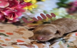 Cockapoo dogs for sale: American cockerpoo licensed Breeder health tested  - Image 3