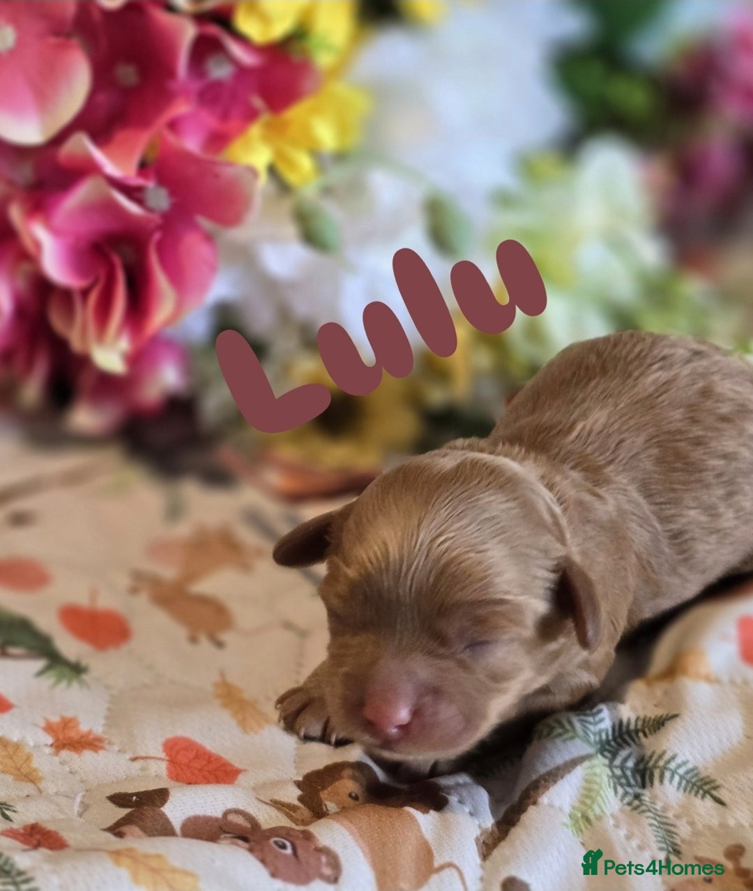 Cockapoo dogs for sale: American cockerpoo licensed Breeder health tested  - Image 3