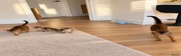 Abyssinian cats for sale: Two beautiful Abyssinian kittens  - Advert 4