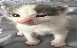 Mixed Breed cats for sale: ❤️*Blue/white & black/white friendly kittens*❤️ - Image 14
