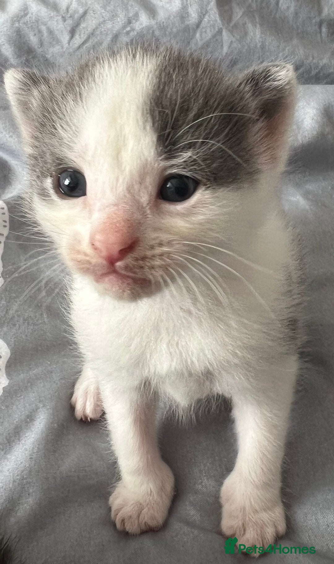 Mixed Breed cats for sale: ❤️*Blue/white & black/white friendly kittens*❤️ - Image 14