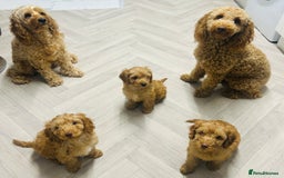 Cockapoo dogs for sale: F2b Cockapoos  in Ebbw Vale - Image 1