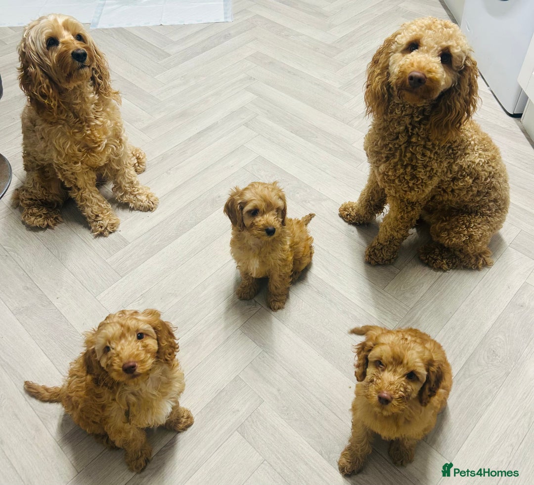 Cockapoo dogs for sale: F2b Cockapoos  in Ebbw Vale - Image 1