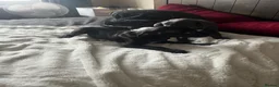 Mixed Breed dogs for sale: Weimaramer/cane corso pups in Shotts - Advert 25