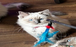 Ragdoll cats for sale: One Stunning Ragdoll Kitten Available Now - Image 1