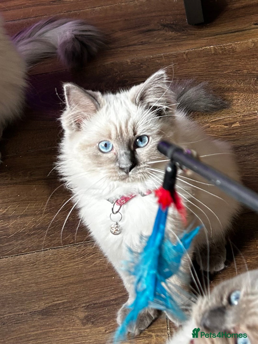 Ragdoll cats for sale: One Stunning Ragdoll Kitten Available Now - Image 1