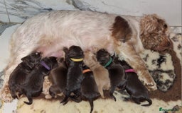 Cocker Spaniel dogs for sale: KC Reg Show Cocker Spaniels  - Image 2
