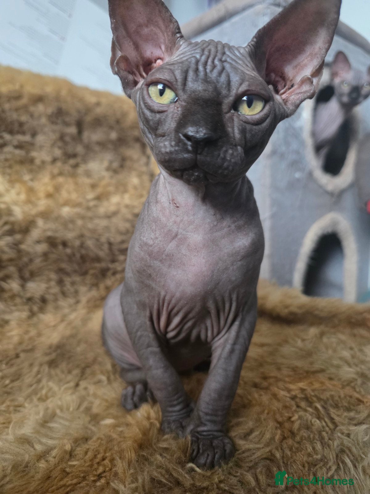 Sphynx cats FIFe registered Black stunning kittens - Advert 12