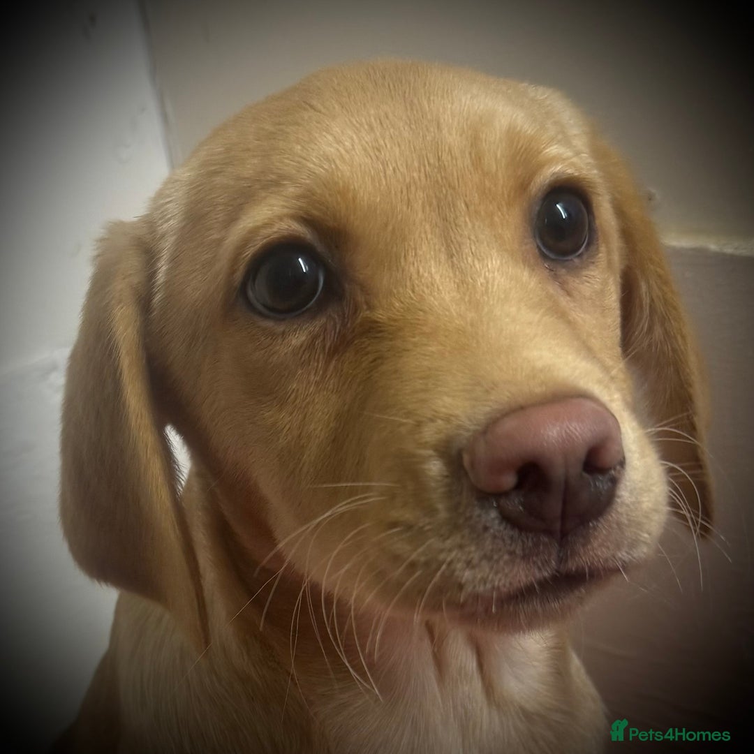 Labrador Retriever dogs for sale: 🧡 Pale Fox Red Yellow Labrador Puppies 💛 - Advert 9