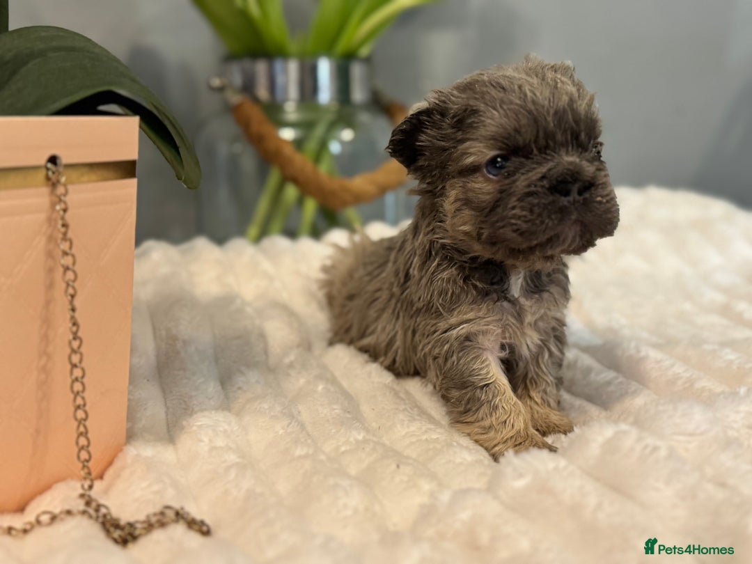 French Bulldog dogs for sale: 🩷🏡 Adorable fluffy French Bulldogs - Advert 6