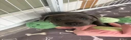 Staffordshire Bull Terrier dogs for sale: KC Registered Blue & Lilac Staffy Puppies 🐾 - Advert 8