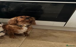 Shih Tzu dogs for sale: 2 female Shih tzu - Image 2