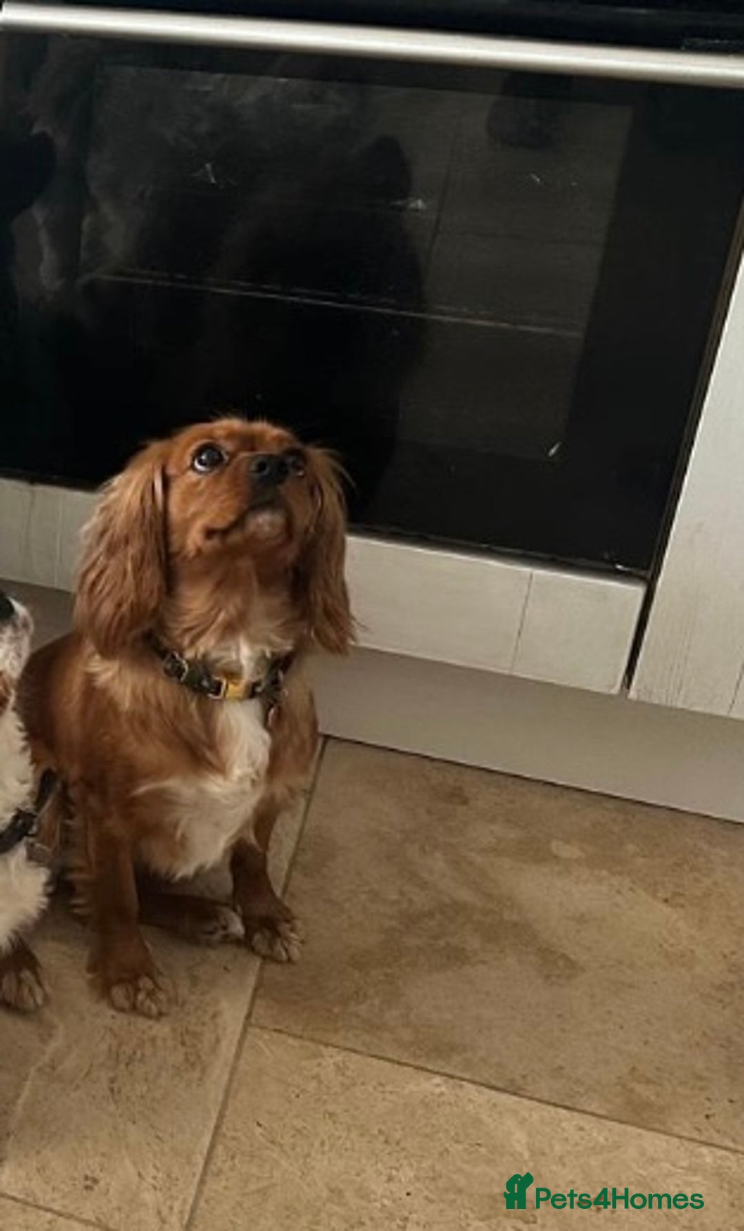 Shih Tzu dogs for sale: 2 female Shih tzu - Image 2