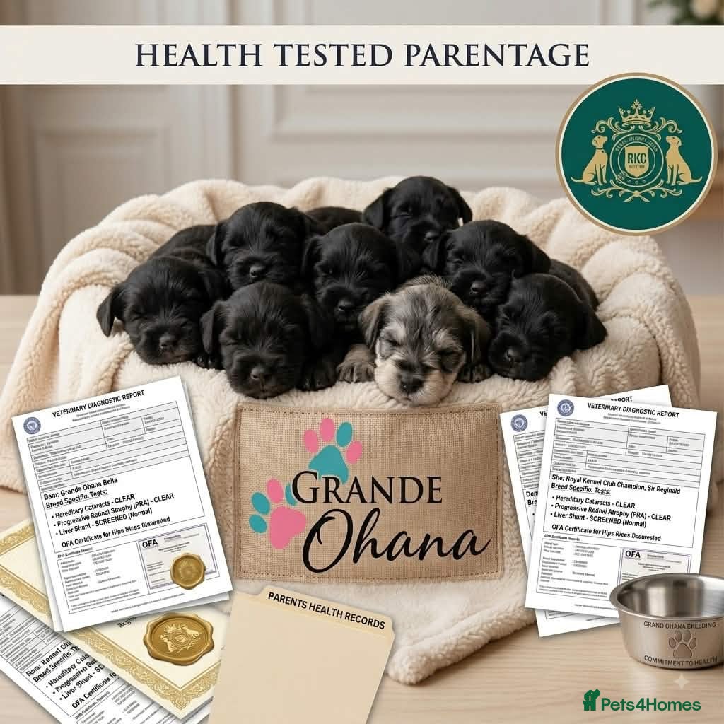 Miniature Schnauzer dogs UPDATED 4 LEFT Black Mini Schnauzer - Advert 2