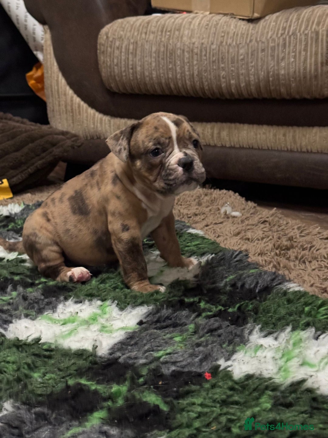 Olde English Bulldogge dogs for sale: (Reduced) Olde English Bulldogges puppies  - Advert 27