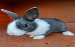 Dutch rabbits for sale: Dutch rabbits for sale  - Image 4