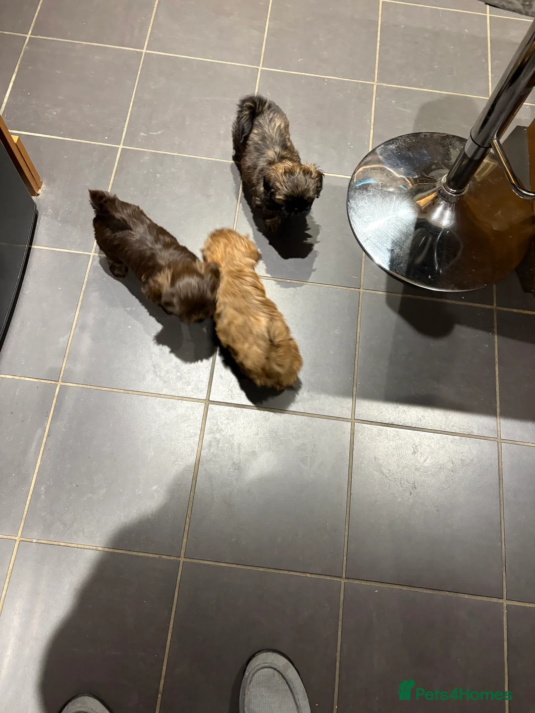 Shih Tzu dogs for sale: ALL SOLD THANK YOU - Advert 24