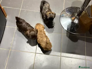 Shih Tzu dogs Karashishi shih tzu Ready Now - Advert 11