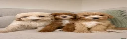 Miniature Poodle dogs for stud: PROVEN Miniature Merle Poodle 🩷🌸 - Advert 11