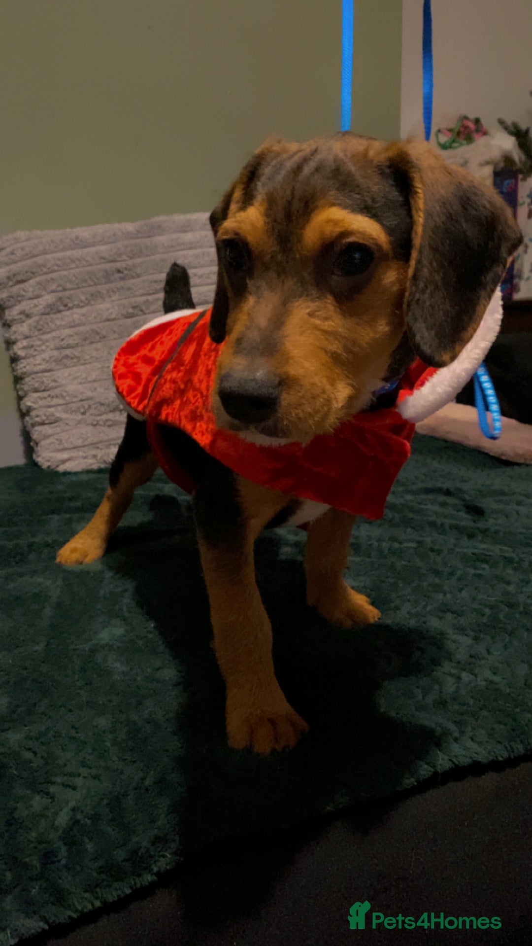 Bocker dogs for sale: Cocker spaniel x beagle pup  - Advert 3