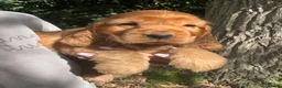 Cocker Spaniel dogs for sale: ❤️BEAUTIFUL GOLDEN COCKER SPANIEL 100% SHOWTYPE❤️ - Advert 4