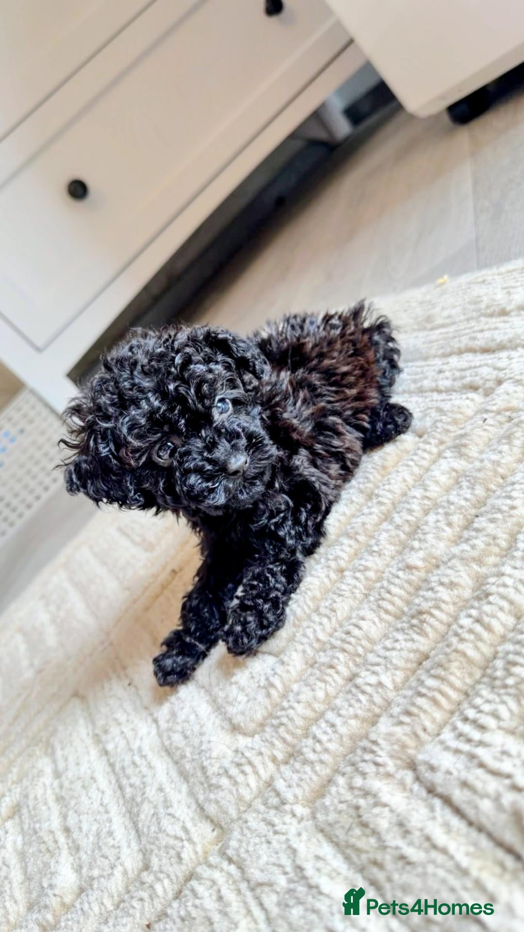 Miniature Poodle dogs Miniature poodles  - Advert 2