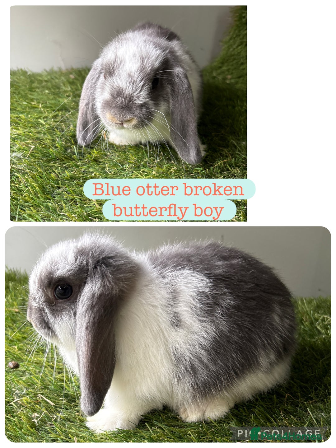 Mini Lop rabbits for sale: Beautiful mini lops ready now  - Image 3