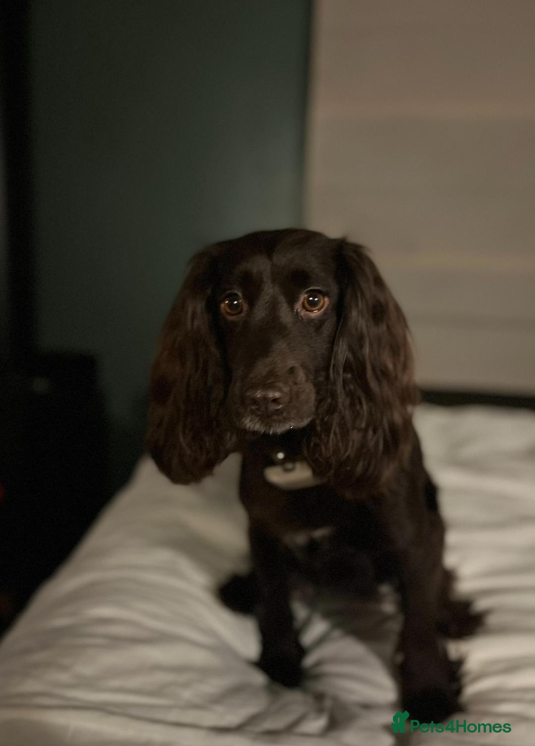 Cocker Spaniel dogs for sale: Gorgeous KC Working Cocker Spaniel Puppy Available - Image 39