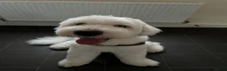 Old English Sheepdog dogs for sale: Old English Sheepdog Puppies  in Peterborough - Advert 24