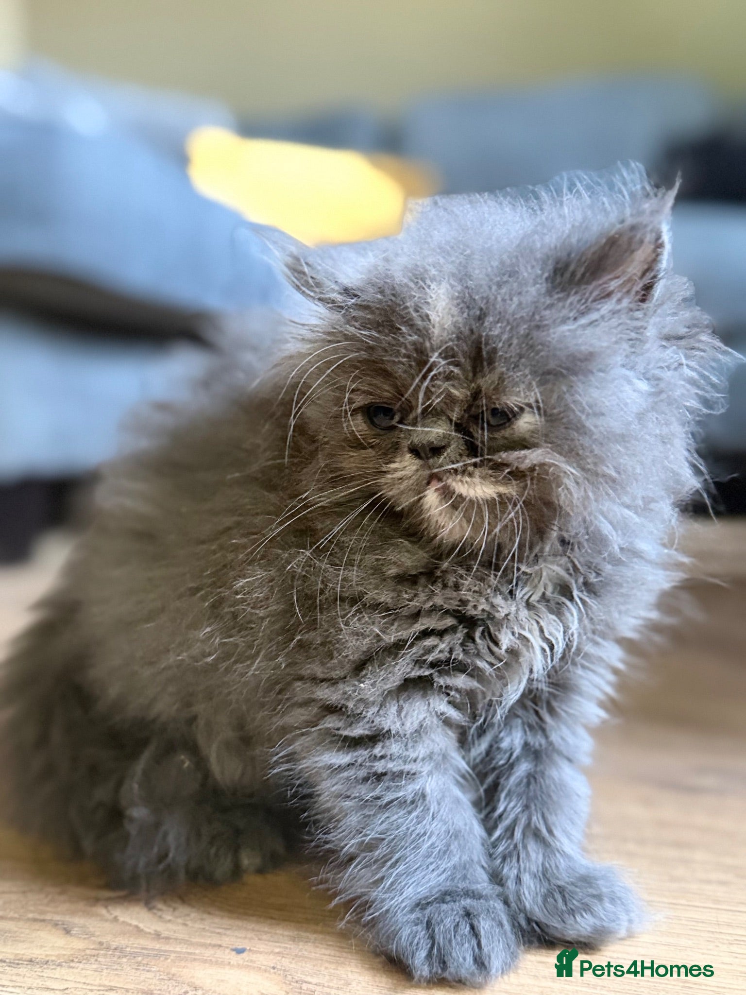 Persian cats Beautiful Persian kittens  - Advert 1