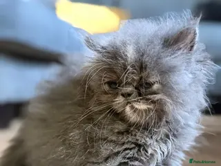 Persian cats Beautiful Persian kittens - Advert 6