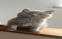 British Shorthair cats for sale: Very affectionate little girl heath tested BSH - Image 9