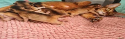 Abyssinian cats for sale: Abyssinian kittens in Scunthorpe - Advert 13