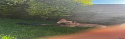 Mixed Breed dogs for sale: Piper - Advert 2