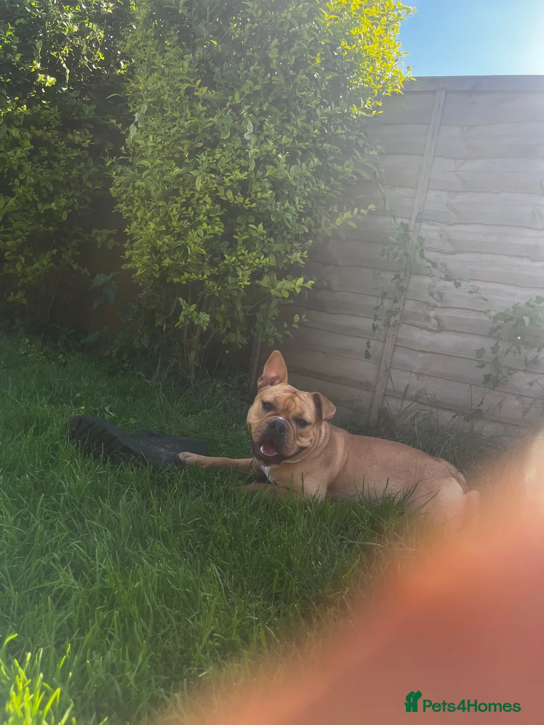 Mixed Breed dogs for sale: Piper - Advert 2