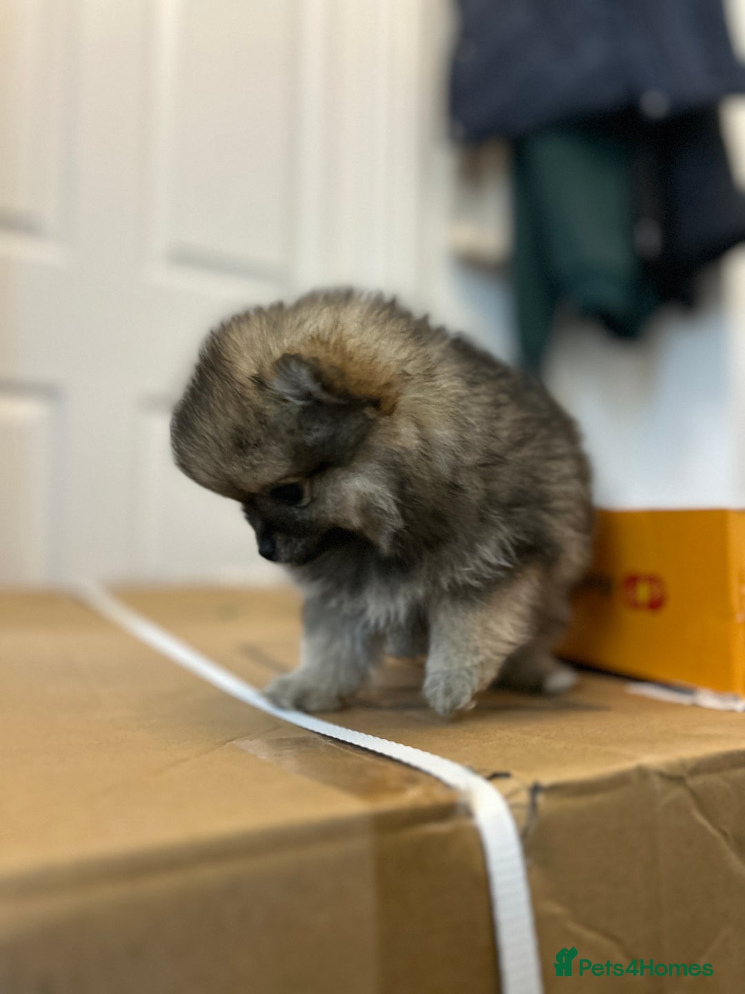 Pomeranian dogs for sale: Pomeranian Pups - Ready for new homes 💕 - Advert 24