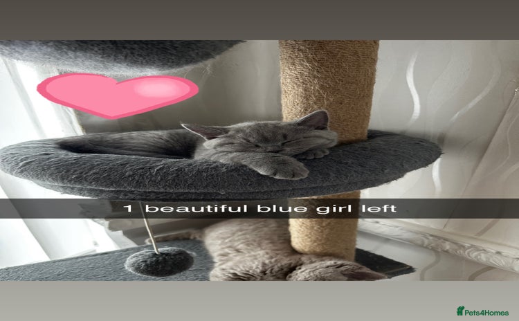 British Shorthair cats - Advert 7