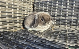 Mini Lop rabbits for sale: Beautiful mini lop bunnies - Image 3