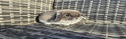 Mini Lop rabbits for sale: Beautiful mini lop bunnies - Advert 3