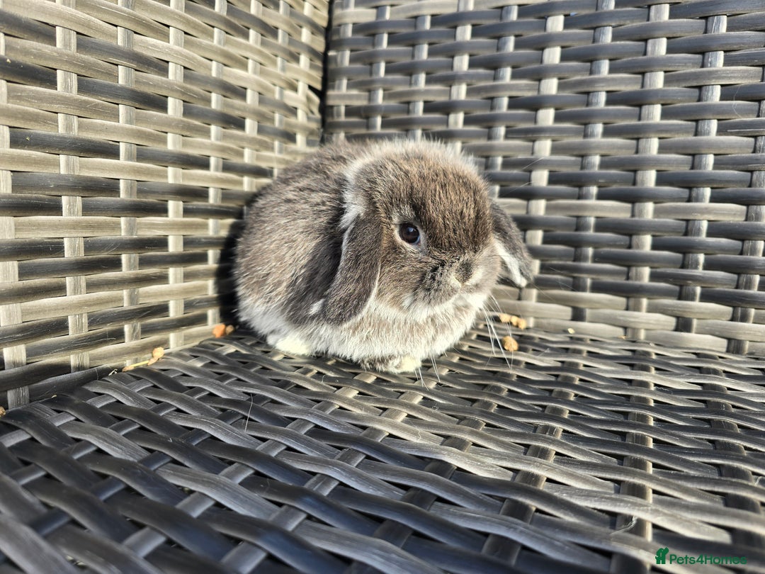 Mini Lop rabbits for sale: Beautiful mini lop bunnies - Image 3