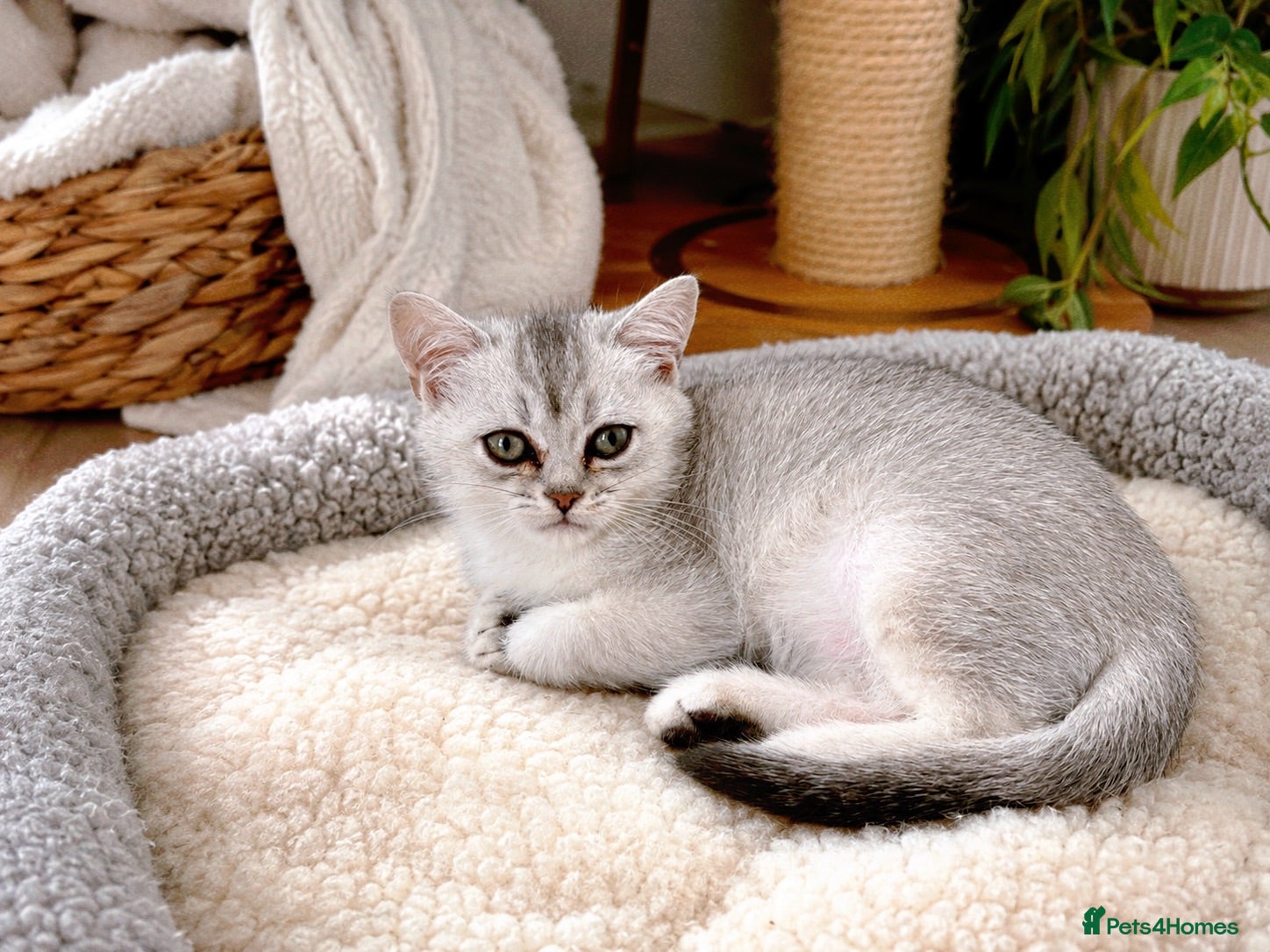 British Shorthair cats BSH GCCF , silver chinchilla & colour point Boys - Advert 15
