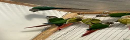 Conures birds for sale: Conure - Advert 6