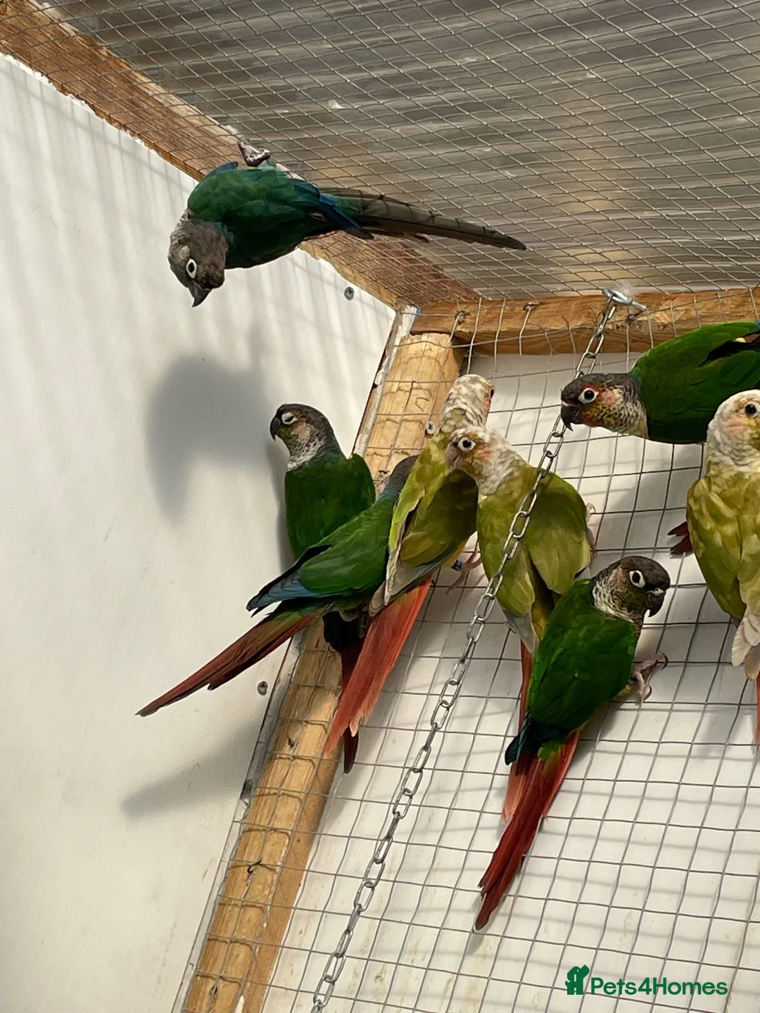 Conures birds for sale: Conure - Advert 6
