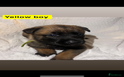 Belgian Shepherd Dog dogs for sale: Belgian Malinois puppies  - Image 4