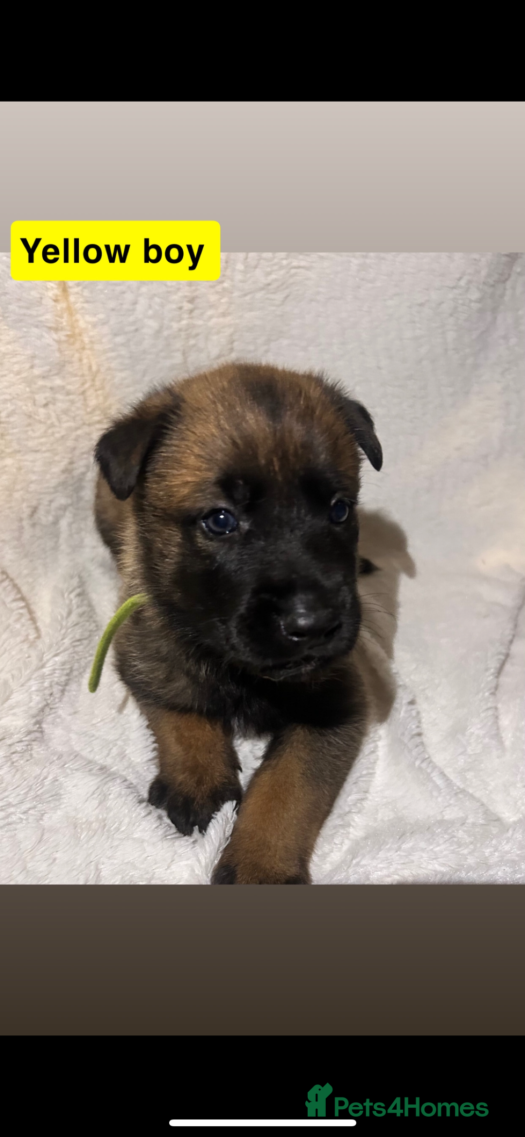 Belgian Shepherd Dog dogs for sale: Belgian Malinois puppies  - Image 4