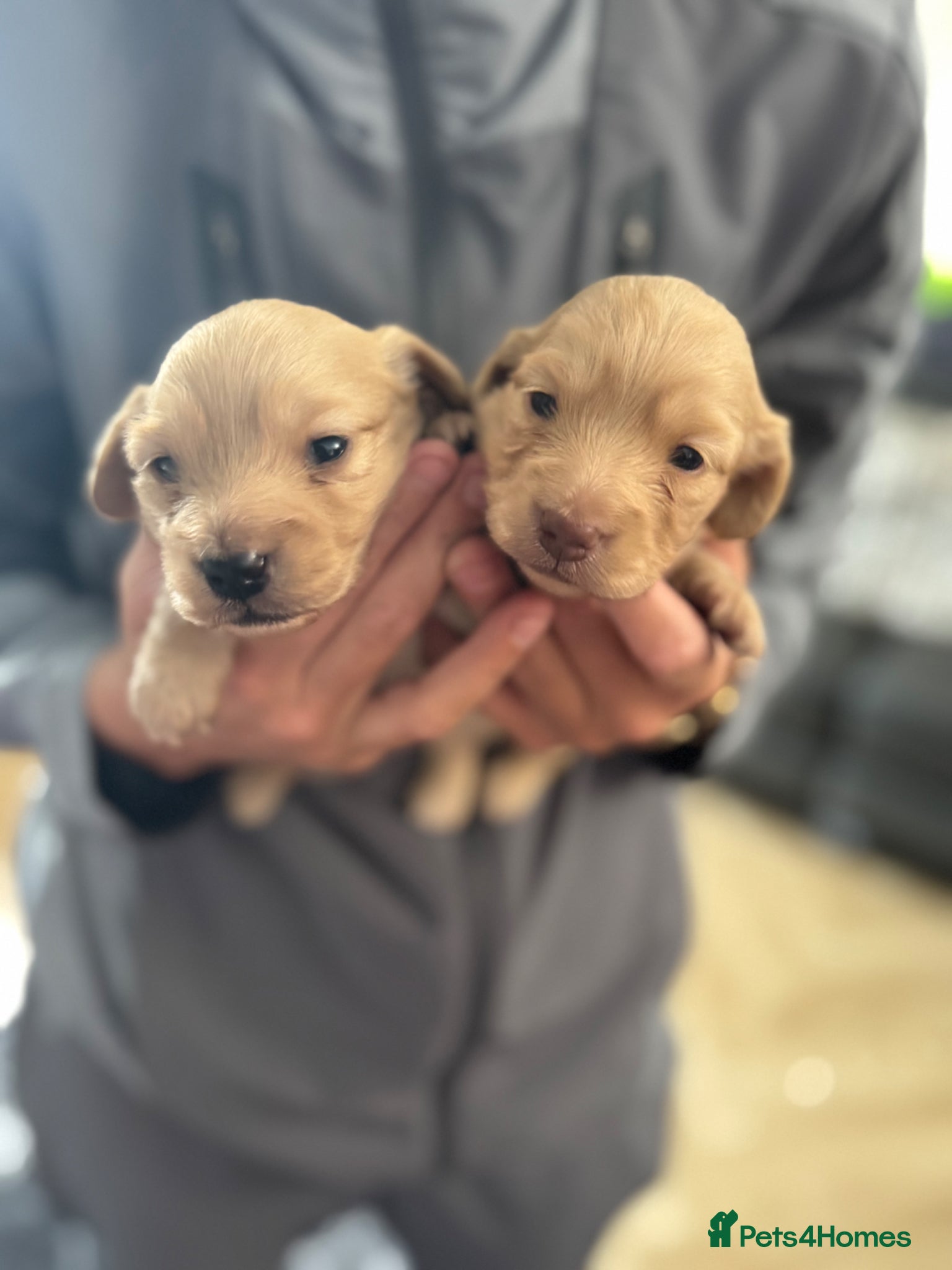 Miniature Dachshund dogs cream long haired mini dachshund puppies for sale - Advert 18